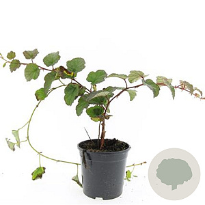 Rubus tricolor GM C1.3