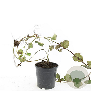 Rubus tricolor GM C1.3