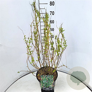 Salix babylonica 'Tortuosa' 60-80 cm 10L