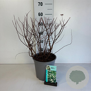 Spiraea betulifolia 'Tor' 30-40 cm 6,5L