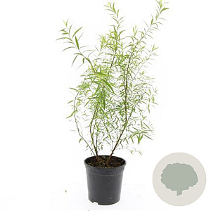 Spiraea thunbergii GM C1.3