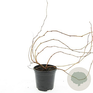 Stephanandra tanakae GM C1.3