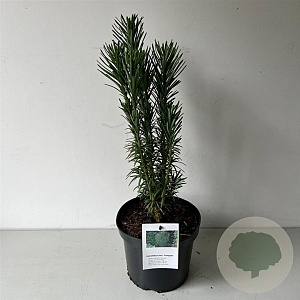 Cephalotaxus h. 'Fastigiata' 30-40 cm 3,0L