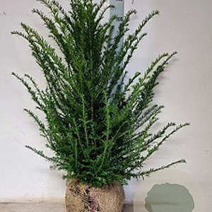 Taxus baccata 80-100 cm met kluit