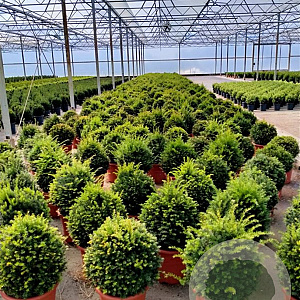 Taxus baccata 25-30 cm container bol