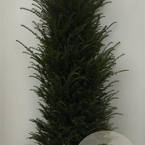 Taxus baccata 175-200 cm met kluit