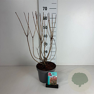 Weigela 'Bristol Ruby' 50-60 cm 35L