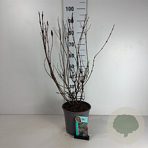 Weigela 'Red Prince' 50-60 cm 6,5L