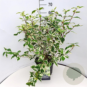 Cornus alba 'Elegantissima' 60-80 cm 10L