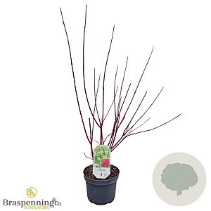 Cornus alba 'Sibirica' 40-60 cm 3,0L