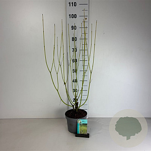 Cornus sericea 'Flaviramea' 60-80 cm 35L
