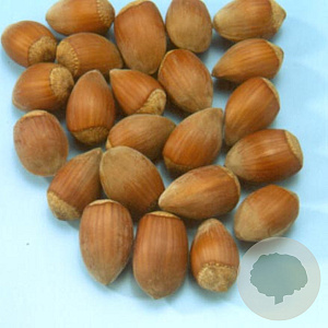 Corylus 'Cosford' 90-120 cm wortelgoed 3-5 tak