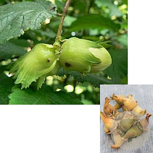 Corylus 'Cosford' 90-120 cm wortelgoed 3-5 tak