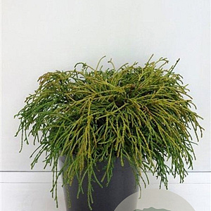 Chamaecyparis p. 'Filifera Nana' 25-30 cm 3,5L