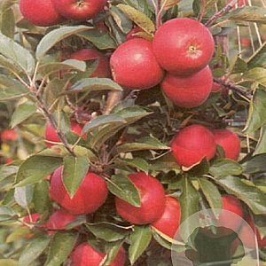 Malus d. 'Elstar' GM 7,5L struik