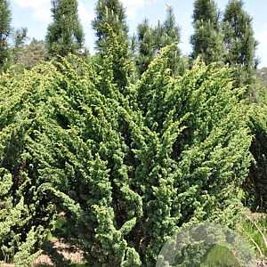 Cryptomeria j. 'Jindai' 30-40 cm 3,0L