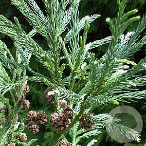 Cryptomeria j. 'Little Sonja' 20-25 cm 3,0L