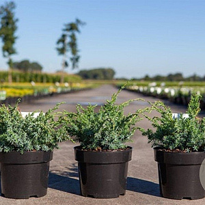 Juniperus chin. 'Blue Alps' 30-40 cm 3,0L