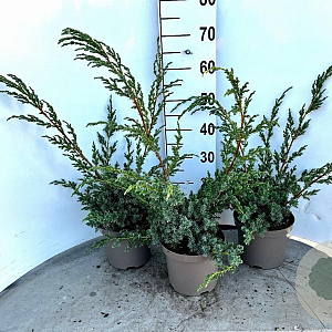Juniperus chin. 'Blue Alps' 30-40 cm 3,0L