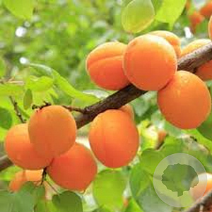 Prunus ar. 'Tros Oranje' 6-8 HO container