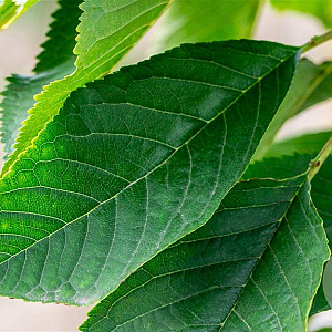 Prunus a. 'Bigarreau Burlat' 6-8 HO wortelgoed