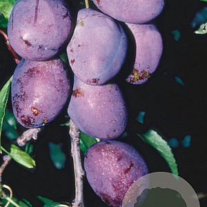 Prunus a. 'Early Prolific' hoogstam wortelgoed