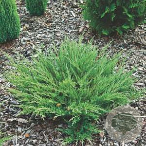 Juniperus horizontalis 'Andorra Compact' 30-40 cm 3,0L