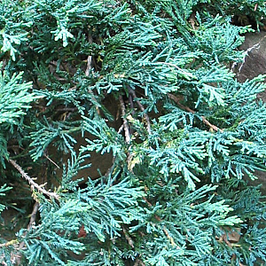 Juniperus horizontalis 'Wiltonii' 25-30 cm 3,5L