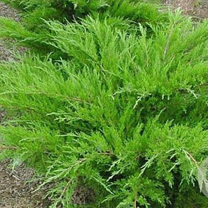 Juniperus media 'Mint Julep' 40-50 cm 5,0L
