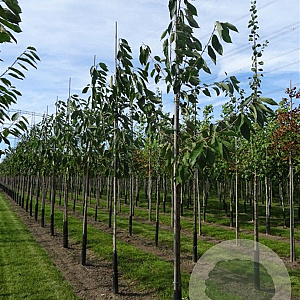 Prunus a. 'Sunburst' halfstam wortelgoed