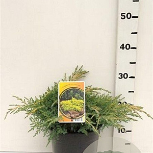 Juniperus pf. 'Gold Star' 25-30 cm 3,5L