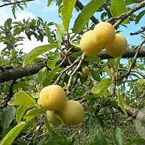 Prunus d. 'Dubbele Boerenwitte' halfstam wortelgoed