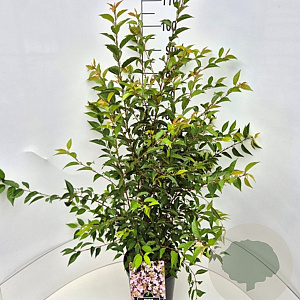 Prunus incisa 'Paean' 80-100 cm 10L