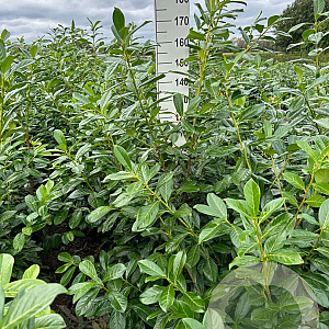 Prunus l. 'Novita' 150-175 cm met kluit