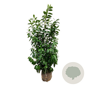 Prunus l. 'Novita' 150-175 cm met kluit