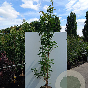 Prunus ser. 'Amanogawa' 10-12 HO container C45 geveerd