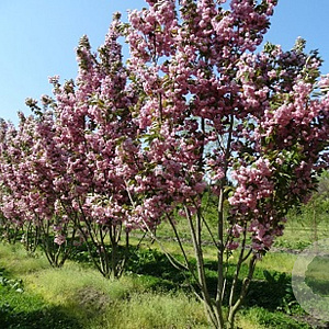 Prunus ser. 'Kanzan' 300-350 cm draadkluit meerstammig