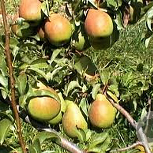 Pyrus c. 'Charneux' 6-8 HO wortelgoed