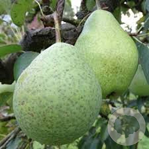 Pyrus c. 'Kaiser Alexander' 16-18HA container
