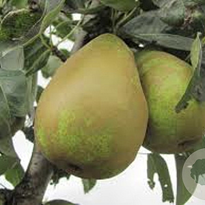 Pyrus c. 'Triomphe de Vienne' 6-8 HO wortelgoed