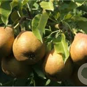 Pyrus c. 'Winterrietpeer' 8-10 HO wortelgoed