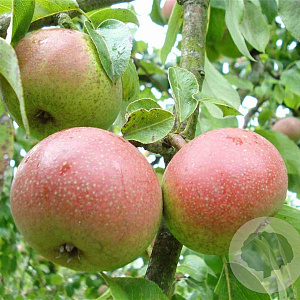 Pyrus c. 'Zoete Brederode' 10-12 HA container