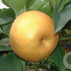 Pyrus pyrifolia 'Niitaka' 8-10 HO container