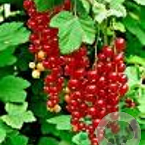 Ribes r. 'Jonkheer van Tets' 60-70 cm 2,0L