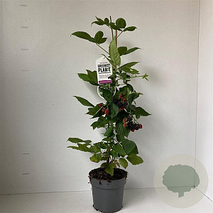 Rubus frut. 'Black Satin' 60-70 cm 2,0L