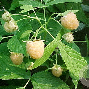 Rubus idaeus 'Fallgold' 60-70 cm 2,0L