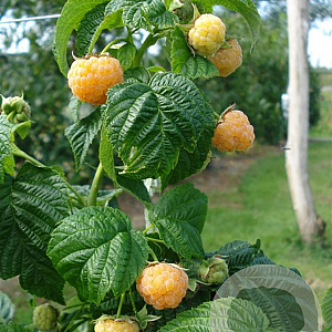 Rubus idaeus 'Fallgold' 60-70 cm 2,0L