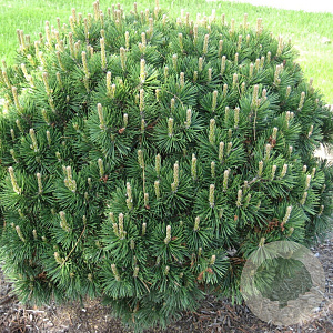 Pinus mugo mughus 25-30 cm 3,5L