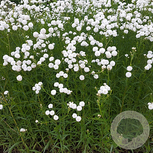Achillea ptarmica GM P9