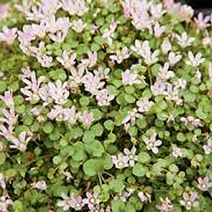 Anagallis tenella GM M19